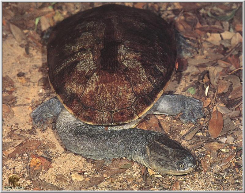 New Guinea Snake-necked Turtle (Chelodina novaeguineae) {!--뉴기니뱀목거북-->; DISPLAY FULL IMAGE.