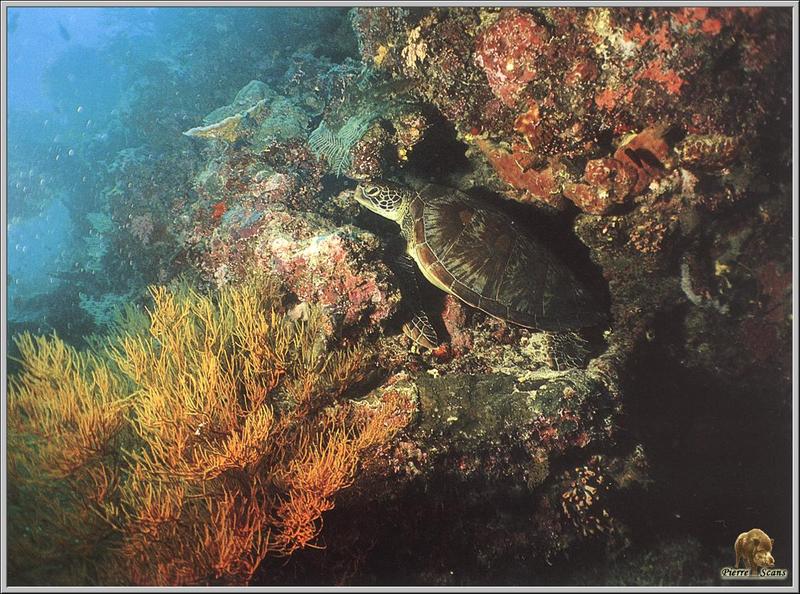 Hawksbill Sea Turtle (Eretmochelys imbricata) {!--매부리거북-->; DISPLAY FULL IMAGE.