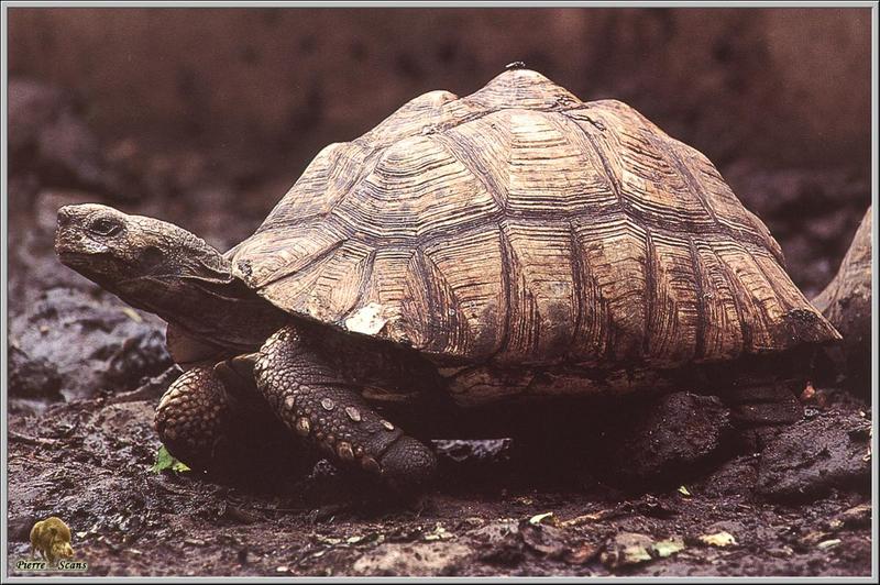 Aldabra giant tortoise (Geochelone gigantea) {!--알다브라코끼리거북-->; DISPLAY FULL IMAGE.