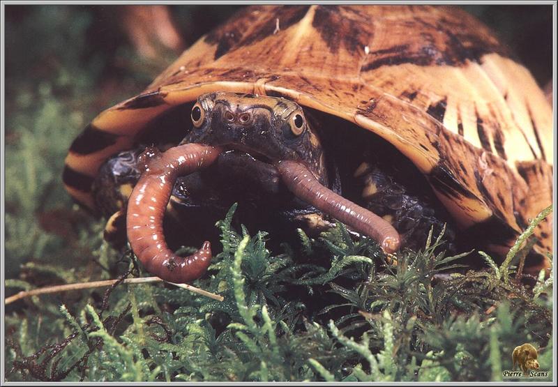 Chinese Box Turtle (Cuora flavomarginata) {!--중국상자거북, 黃緣閉殼龜-->; DISPLAY FULL IMAGE.