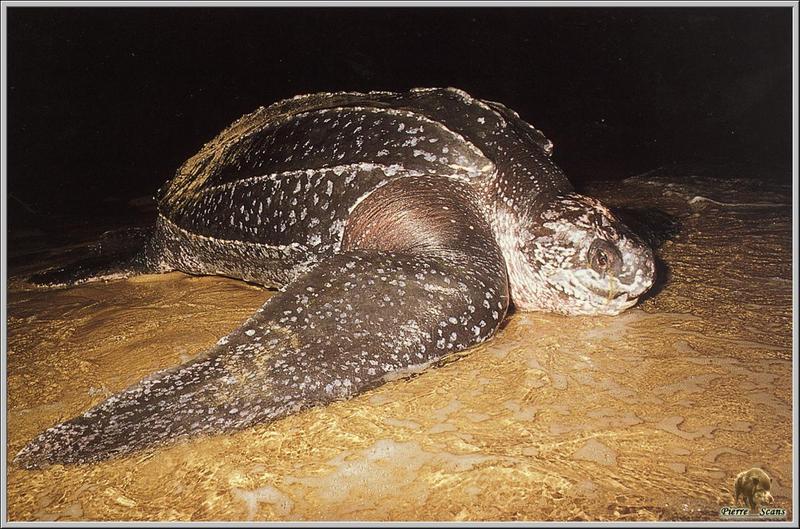 Leatherback Sea Turtle (Dermochelys coriacea) {!--장수거북-->; DISPLAY FULL IMAGE.