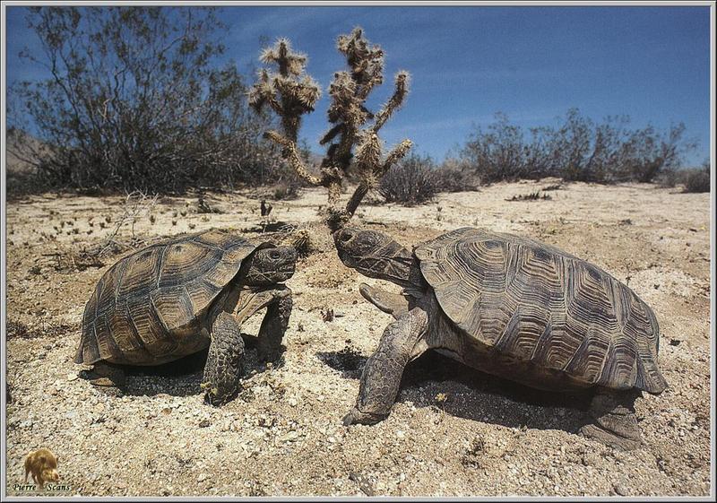 Tortoises; DISPLAY FULL IMAGE.