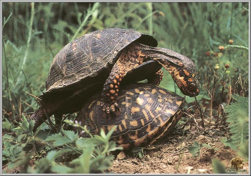 Eastern Box Turtle (Terrapene carolina) {!--상자거북-->; DISPLAY FULL IMAGE.