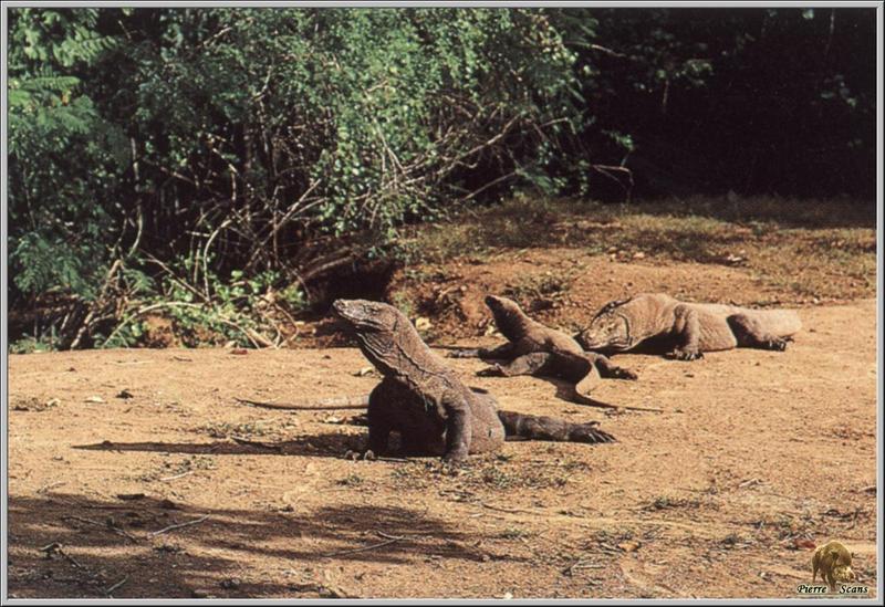 Komodo Dragon (Varanus komodoensis) {!--코모도왕도마뱀-->; DISPLAY FULL IMAGE.
