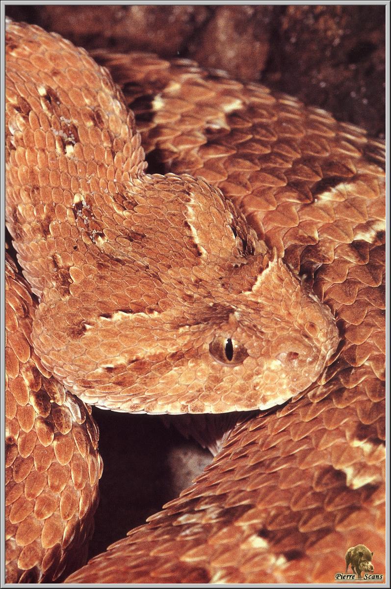 Desert Horned Viper (Cerastes cerastes) {!--(아프리카)뿔쇠사슬뱀-->; DISPLAY FULL IMAGE.