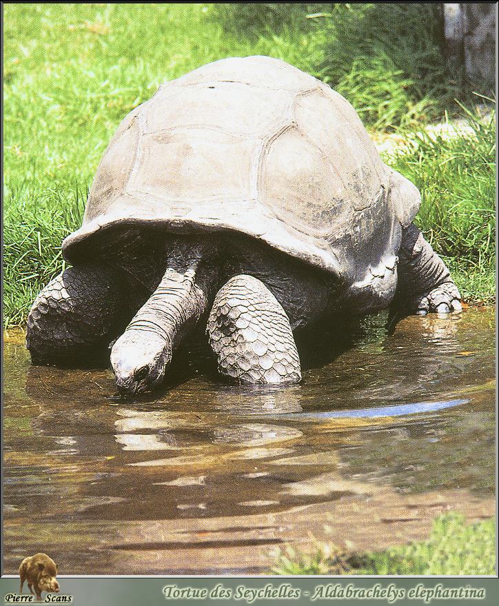 Aldabra Giant Tortoise (Geochelone gigantea) {!--알다브라코끼리거북-->; Image ONLY