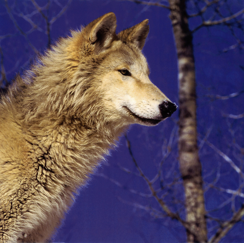 Wolves Calendar 2005 01; DISPLAY FULL IMAGE.