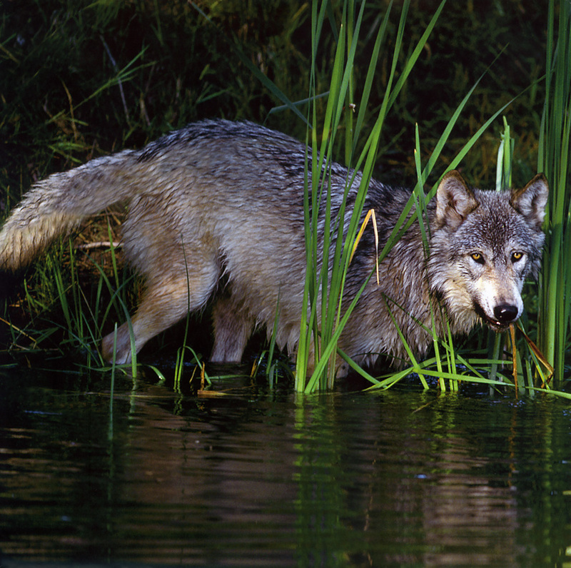 Wolves Calendar 2005 03; DISPLAY FULL IMAGE.