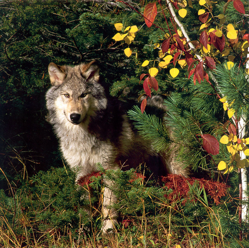 Wolves Calendar 2005 11; DISPLAY FULL IMAGE.