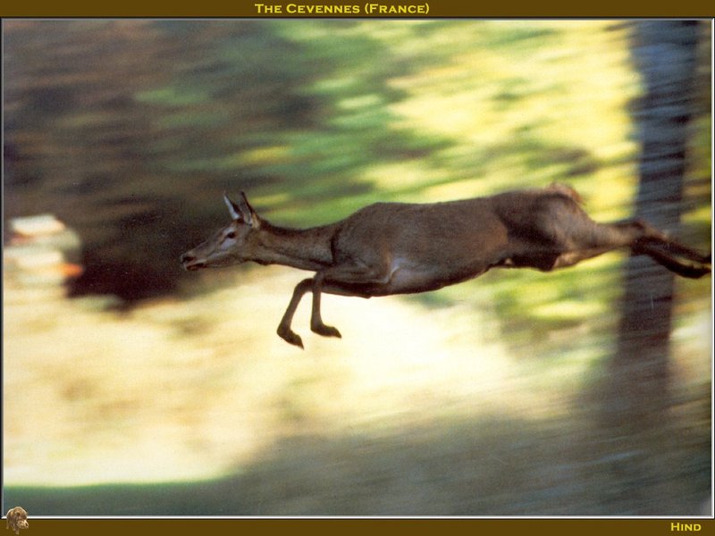 Jumping Deer; DISPLAY FULL IMAGE.