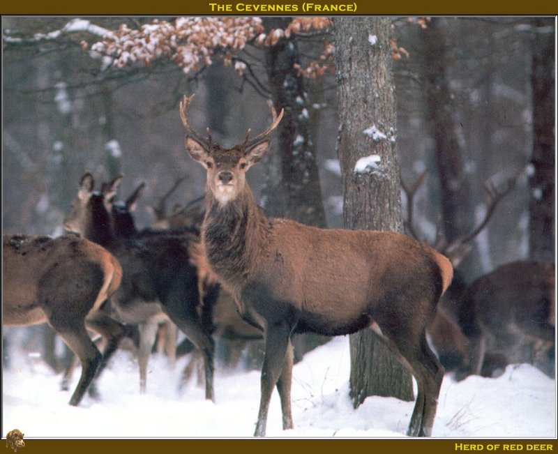 Red Deer (Cervus elaphus) {!--(유럽)붉은사슴-->; DISPLAY FULL IMAGE.