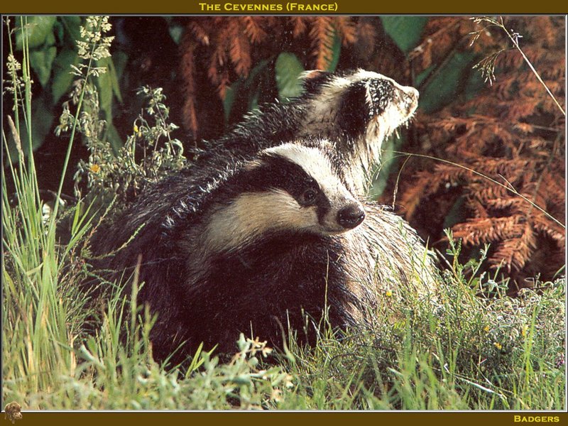 Eurasian Badger (Meles meles) {!--오소리-->; DISPLAY FULL IMAGE.