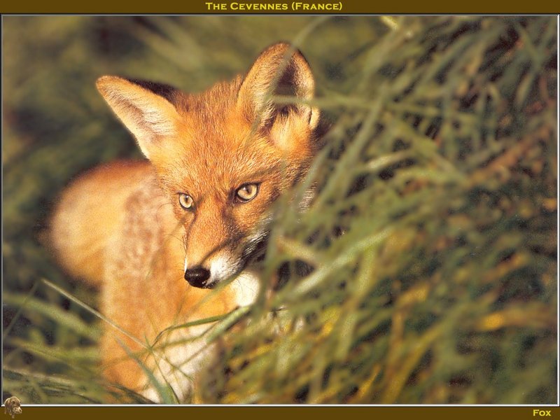 European Red Fox (Vulpes vulpes) {!--(유럽)붉은여우-->; DISPLAY FULL IMAGE.