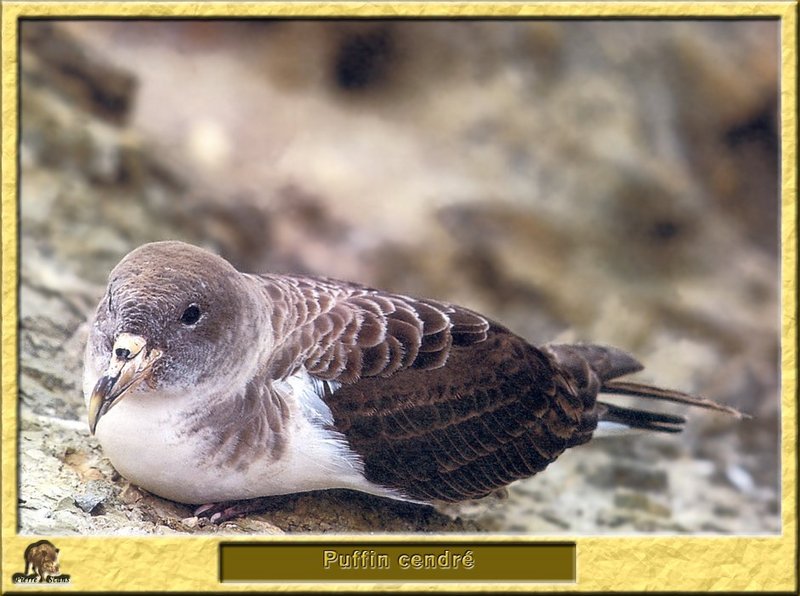 Cory's Shearwater (Calonectris diomedea) {!--코리슴새-->; DISPLAY FULL IMAGE.