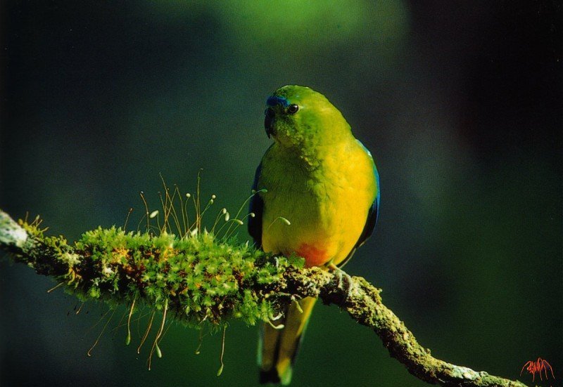 Orange-bellied Parrot (Neophema chrysogaster) {!--오렌지배꼽앵무-->; DISPLAY FULL IMAGE.
