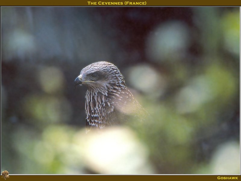 Northern Goshawk (Accipiter gentilis) {!--참매-->; DISPLAY FULL IMAGE.