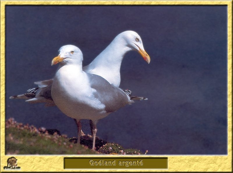 Herring Gull (Larus argentatus) {!--재갈매기-->; DISPLAY FULL IMAGE.