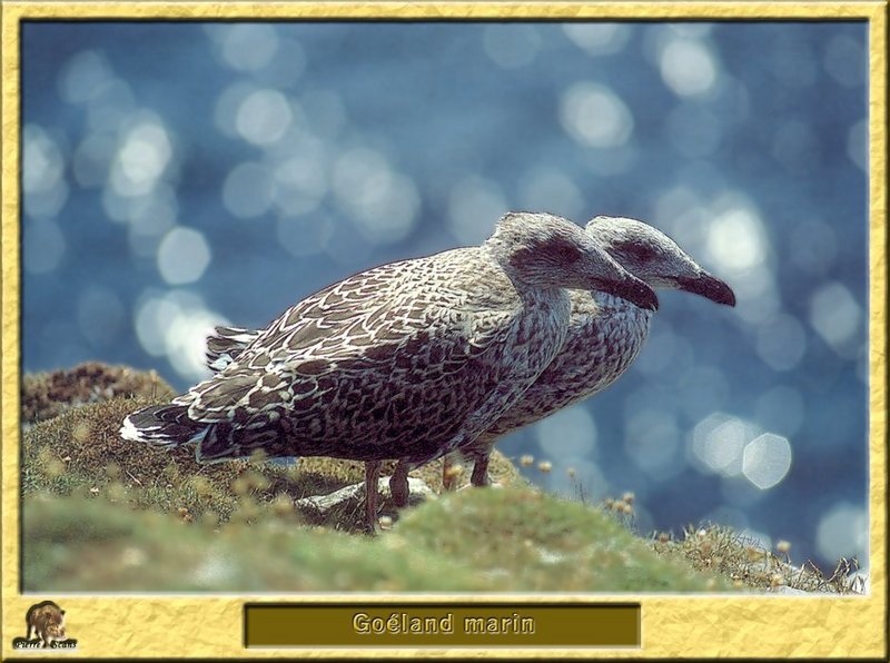 Great Black-backed Gull (Larus marinus) {!--검은등갈매기-->; DISPLAY FULL IMAGE.