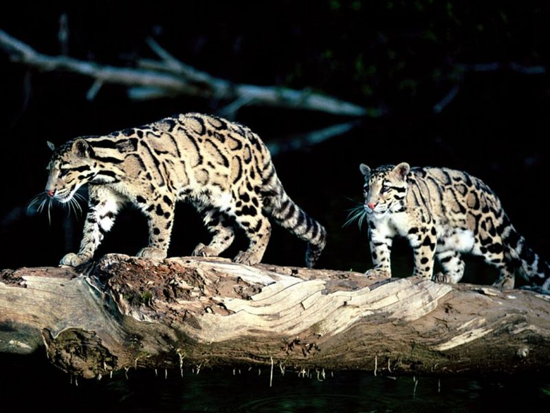 Balance, Clouded Leopard; DISPLAY FULL IMAGE.