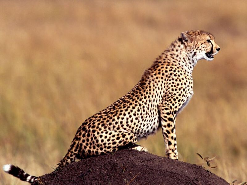 Posture, Cheetah; DISPLAY FULL IMAGE.