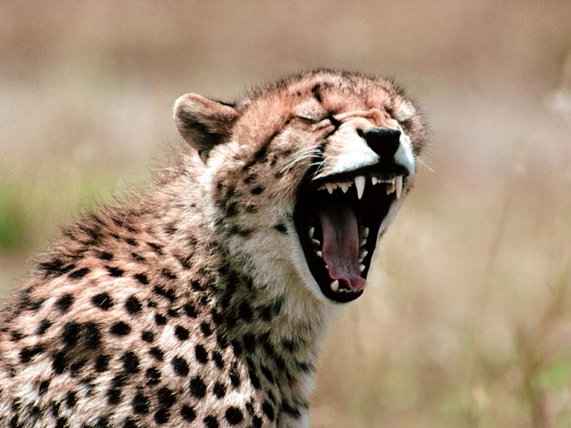 Primal Scream, Cheetah; DISPLAY FULL IMAGE.