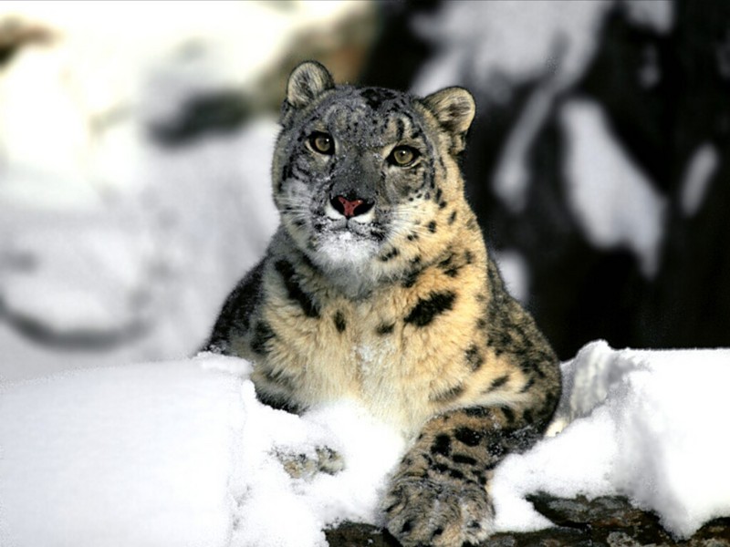 Relaxing, Snow Leopard; DISPLAY FULL IMAGE.