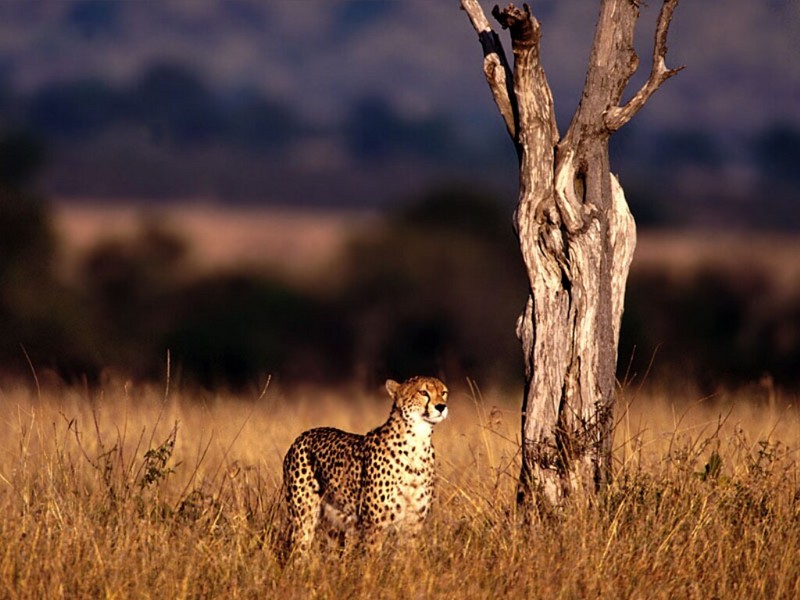 Scouting, Cheetah; DISPLAY FULL IMAGE.