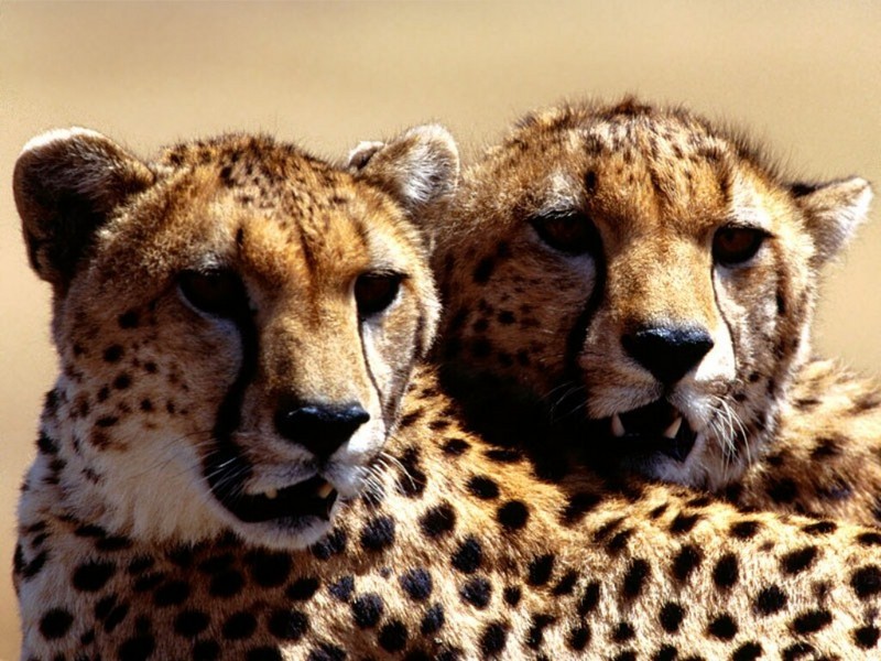 Strategic Planning, Cheetah Pair; DISPLAY FULL IMAGE.