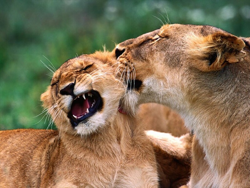 Behind the Ears, African Lions; DISPLAY FULL IMAGE.
