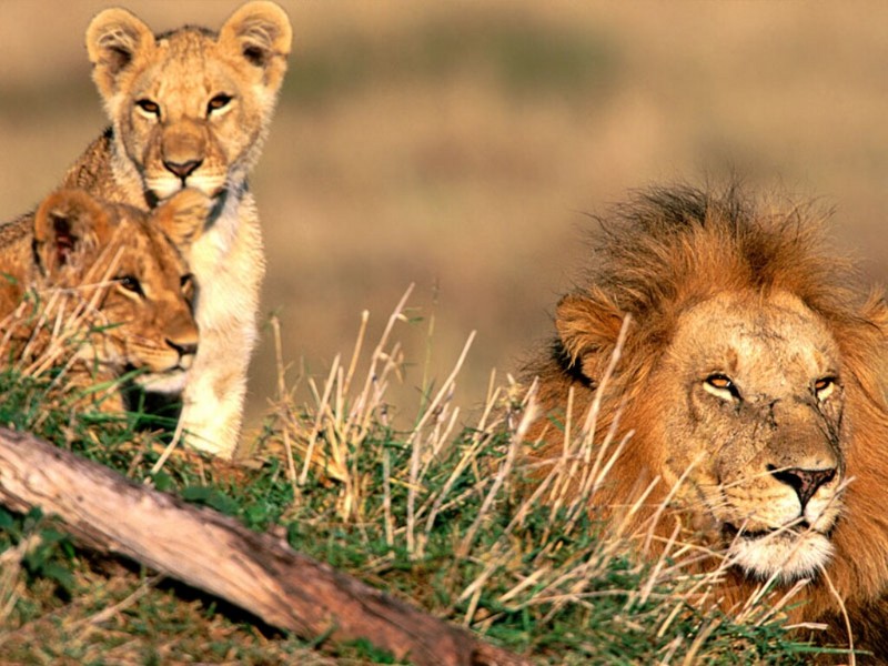 Father Figure, African Lions; DISPLAY FULL IMAGE.