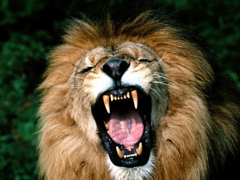 Roaring, African Lion; DISPLAY FULL IMAGE.