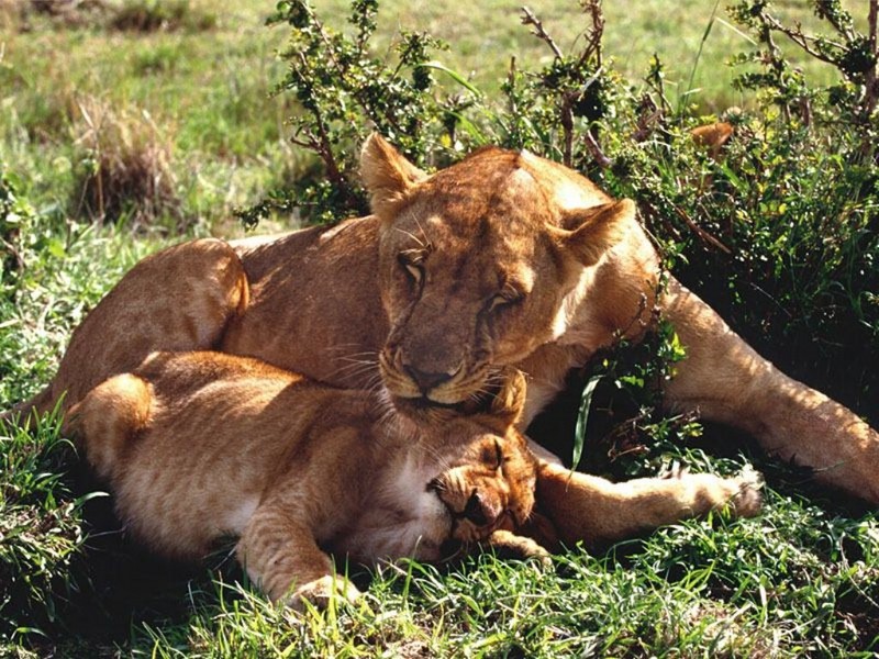 Snoozing, Lioness with Cub; DISPLAY FULL IMAGE.