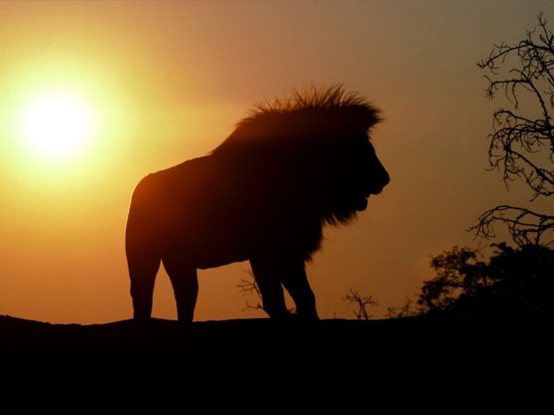 Sunset Ridge, African Lion; DISPLAY FULL IMAGE.
