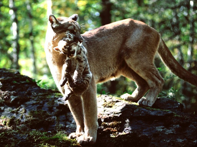 Carried Away, Mountain Lions; DISPLAY FULL IMAGE.