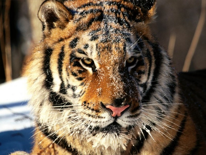In Siberia, Siberian Tiger; DISPLAY FULL IMAGE.