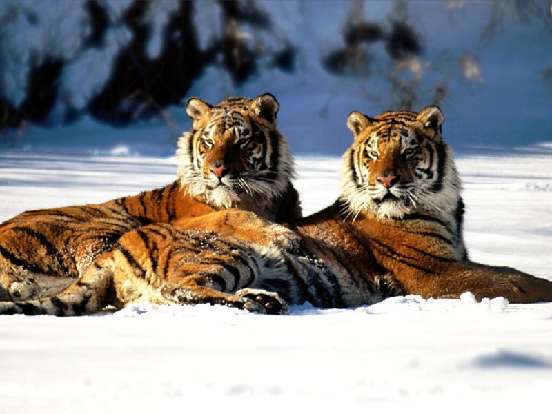 Lounging, Siberian Tiger Pair; DISPLAY FULL IMAGE.