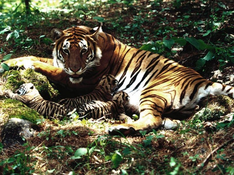 Tigress Nursing Cubs, Bengal Tigers - Bengal tiger (Panthera tigris tigris); DISPLAY FULL IMAGE.