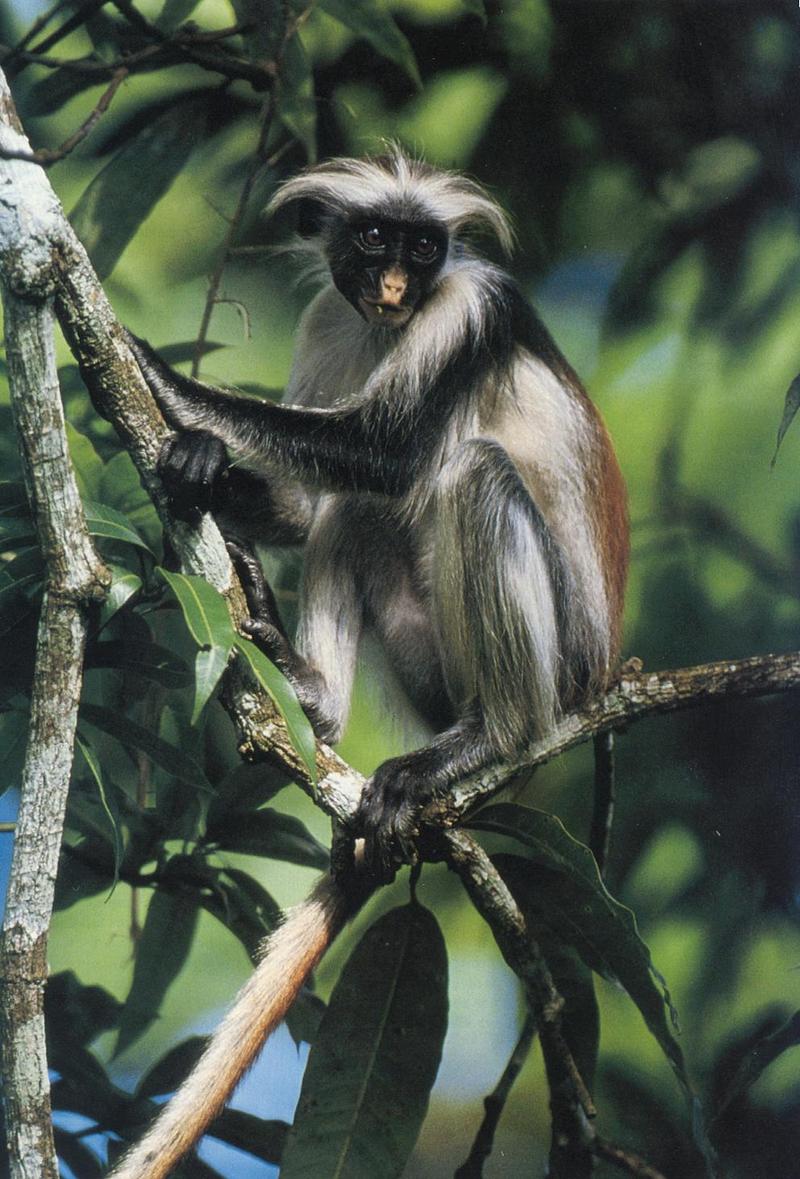 colobus monkey; DISPLAY FULL IMAGE.