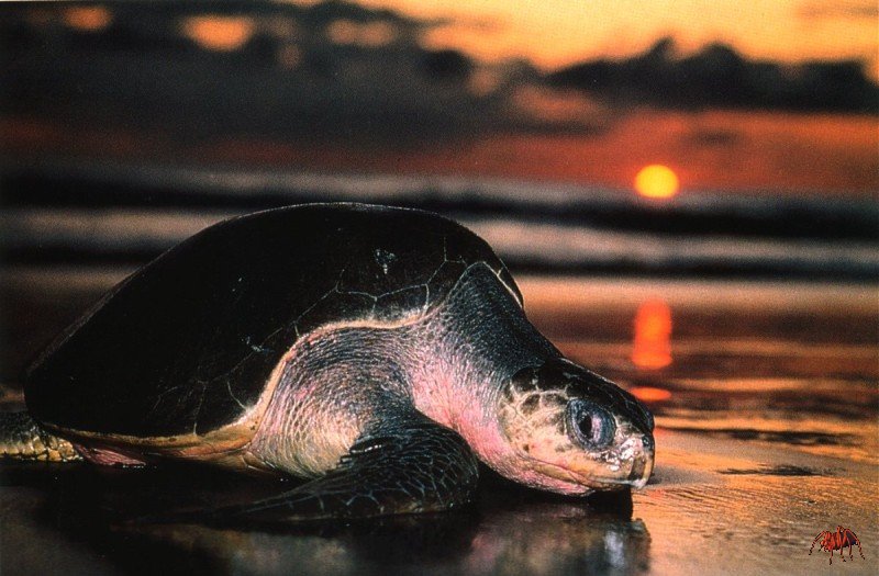 Olive Ridley Sea Turtle (Lepidochelys olivacea) {!--올리브각시바다거북-->; DISPLAY FULL IMAGE.