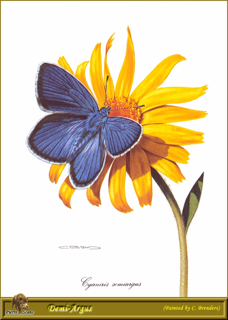Mazarine Blue Butterfly (Cyaniris semiargus) {!--후치령부전나비-->; DISPLAY FULL IMAGE.