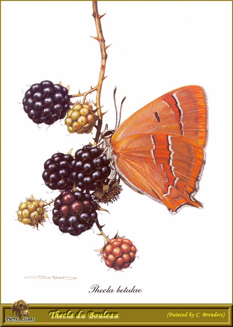 Brown Hairstreak Butterfly (Thecla betulae) {!--암고운부전나비-->; DISPLAY FULL IMAGE.