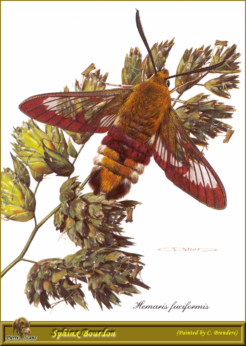 Broad-bordered Bee Hawk-moth (Hemaris fuciformis) {!--북방황나꼬리박각시-->; DISPLAY FULL IMAGE.