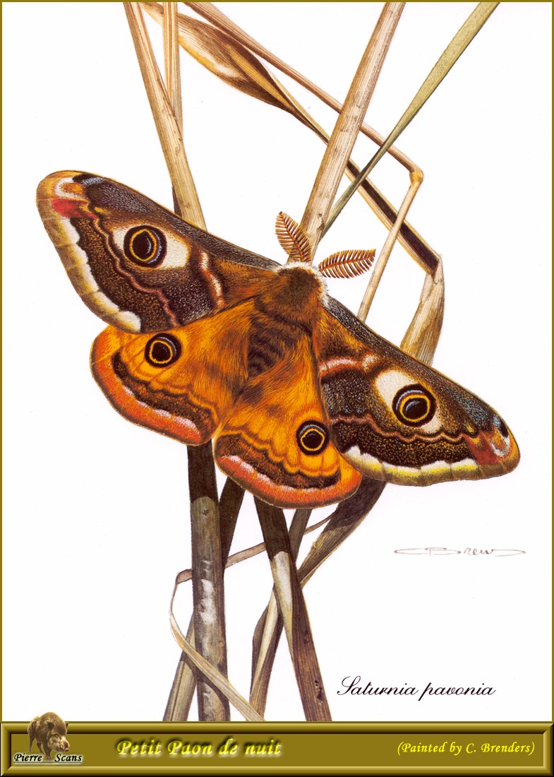 Emperor Moth (Saturnia pavonia) {!--황제나방-->; DISPLAY FULL IMAGE.