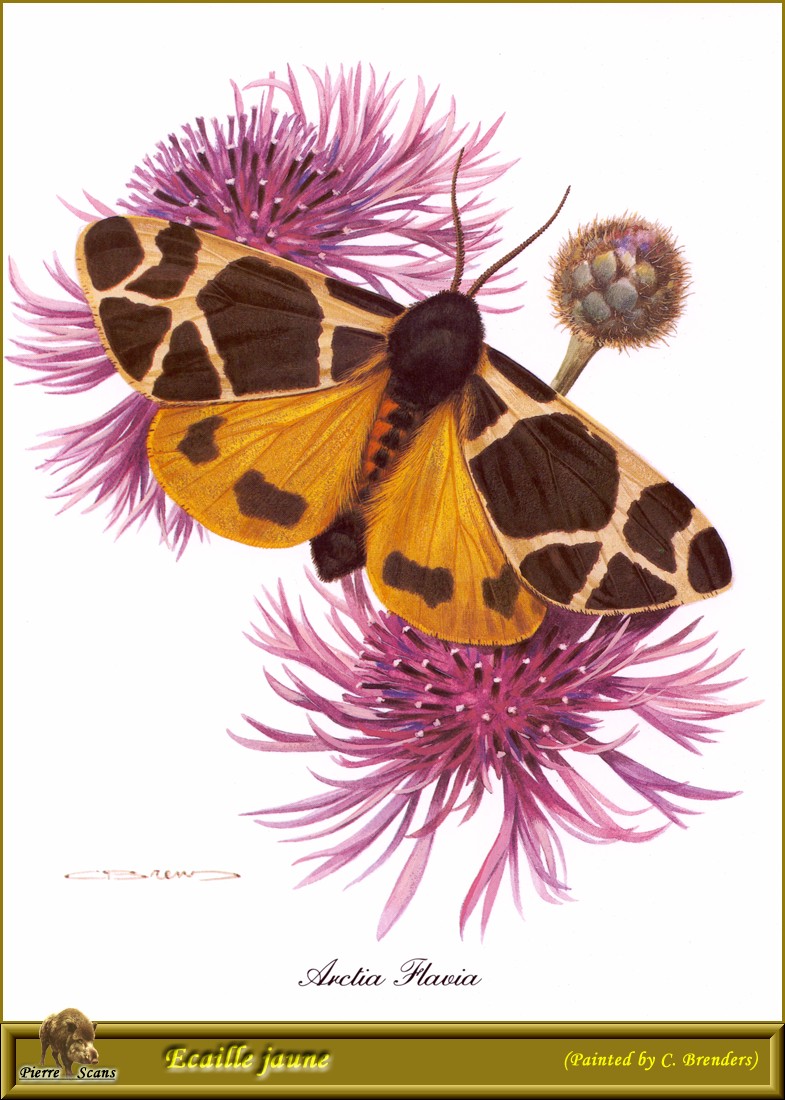 Yellow Tiger Moth (Arctia flavia) {!--노랑불나방-->; DISPLAY FULL IMAGE.
