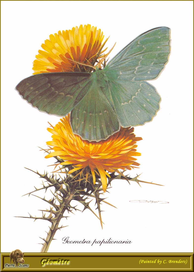 Large Emerald Moth (Geometra papilionaria) {!--왕흰띠푸른자나방-->; DISPLAY FULL IMAGE.