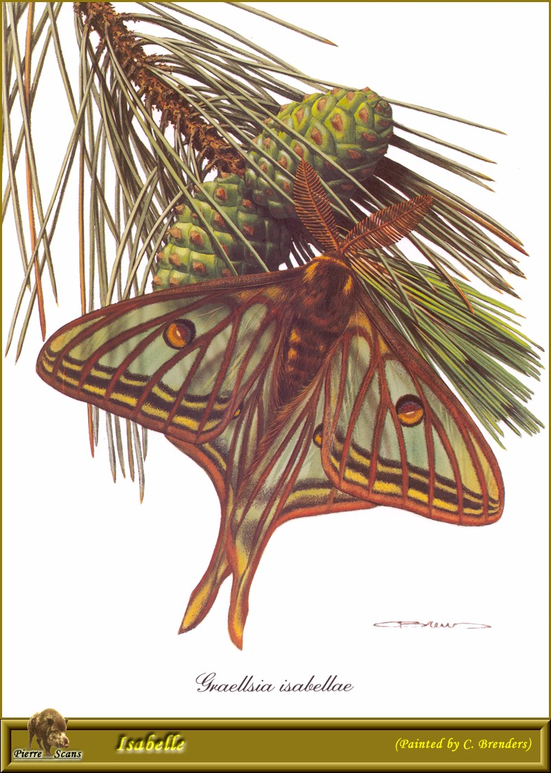 Spanish Moon Moth (Graellsia isabellae) {!--스페인달나방-->; DISPLAY FULL IMAGE.