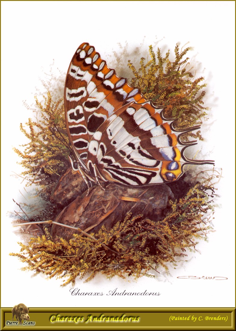 Madagascar Butterfly - Charaxes andranodorus; DISPLAY FULL IMAGE.
