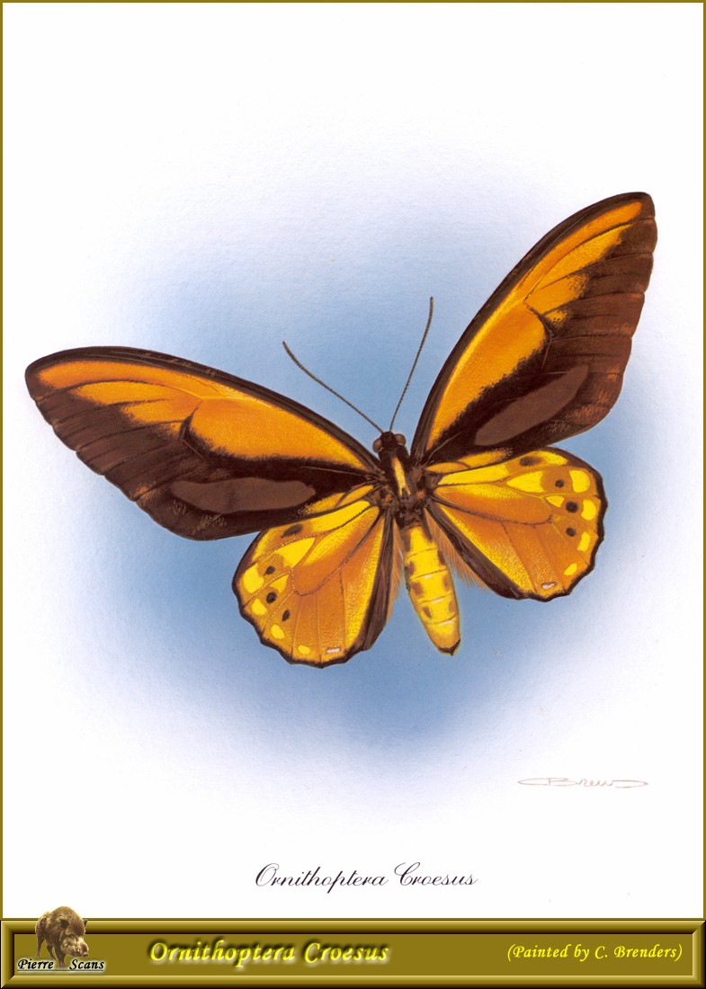 Gold Birdwing Butterfly (Ornithoptera croesus) {!--금빛비단제비나비-->; DISPLAY FULL IMAGE.