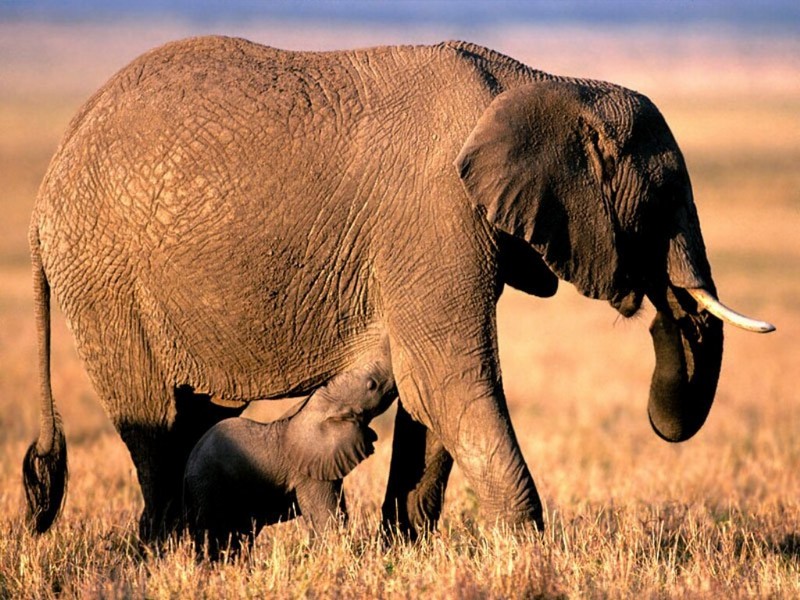 Pachyderm Parenting, African Elephants; DISPLAY FULL IMAGE.