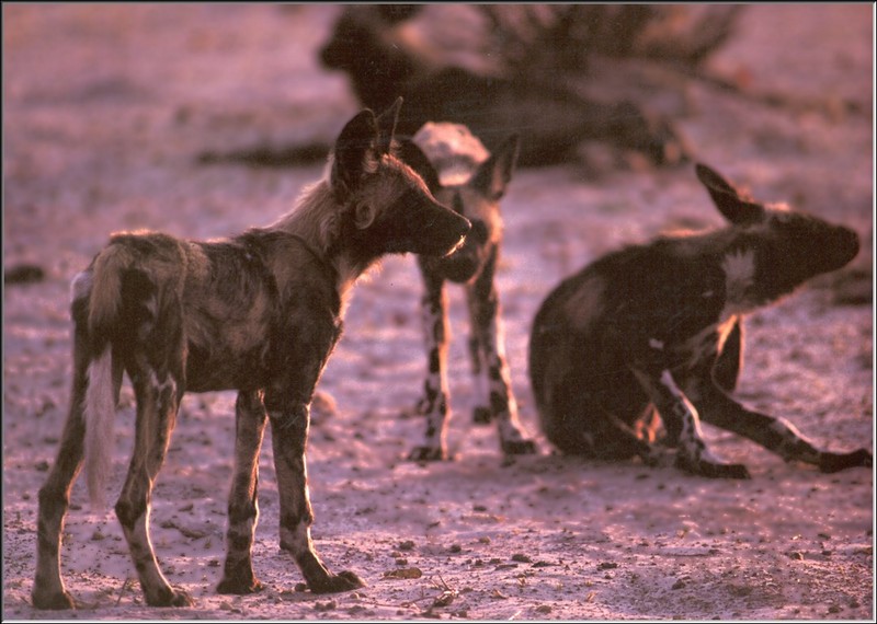 African Wild Dog (Lycaon pictus) {!--아프리카들개(리카온)-->; DISPLAY FULL IMAGE.